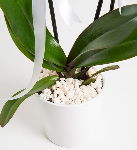 Beyaz Orkide Çiçeği - Ferforjeler - Koleksiyon | Aytaç Çiçekçilik